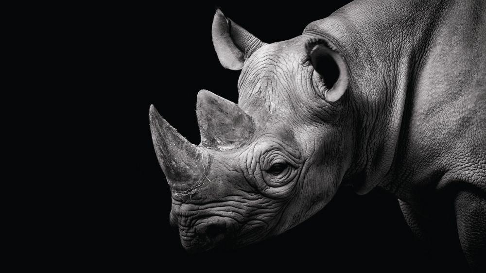 Al Jazeera investigates the illegal trade of rhino horn from the hands of poachers in South Africa to consumers in Asia.