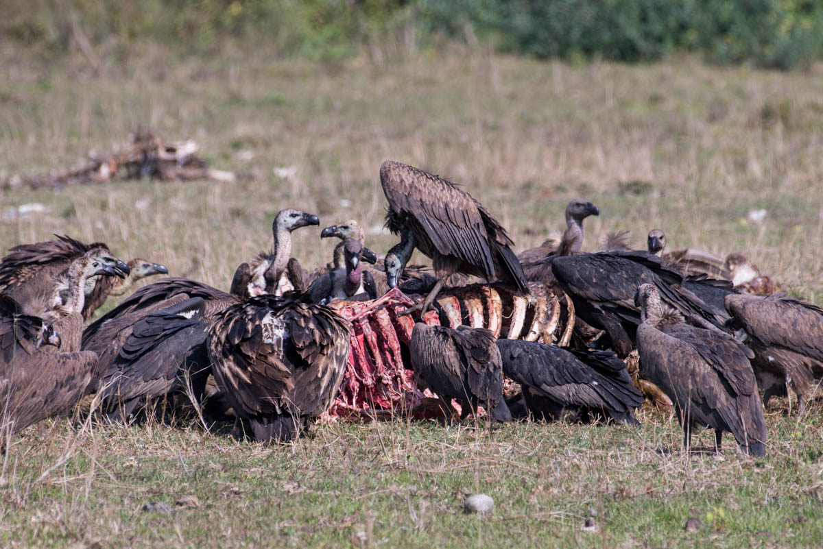 Vultures feed entirely through scavenging, rather than hunting or grazing. It takes just an hour for them to transform a carcass into a pile of bones. People once viewed them as disease-spreading creatures and a sign of impending death in some cultures. 'In the beginning, the villagers didn't like the vultures being in the area because they were a bad omen,' says Hewal. 'But now, people are happier because we are supporting the local biodiversity and bringing in some tourism.' [Alexander Lerche/Al Jazeera]