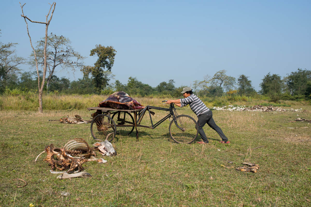 Yam carts the body into the middle of a clearing in full view of the watching birds. When the previous carcass is reduced to bones, a fresh body is prepared in the cage to attract the vultures. [Alexander Lerche/Al Jazeera]