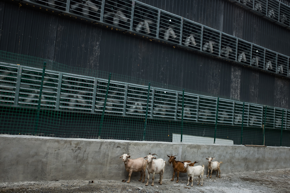 Goats from a nearby village walk next to the cooling fans of a bitcoin mine. China is one the main exchange markets for bitcoin although the digital currency exists in a legal limbo and is prone to speculation. The country hosts some of the biggest 'mining pools' in the world, clusters of supercomputers that mint new bitcoins and maintain the system. [EPA/Liu Xingzhe/CHINAFILE]