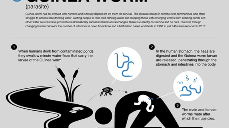 What is the life cycle of a worm?