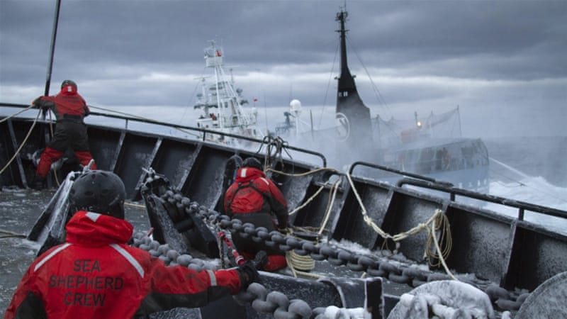 Sea Shepherd activists aboard vessels have engaged in ocean clashes with Japanese whaling ships [Reuters]