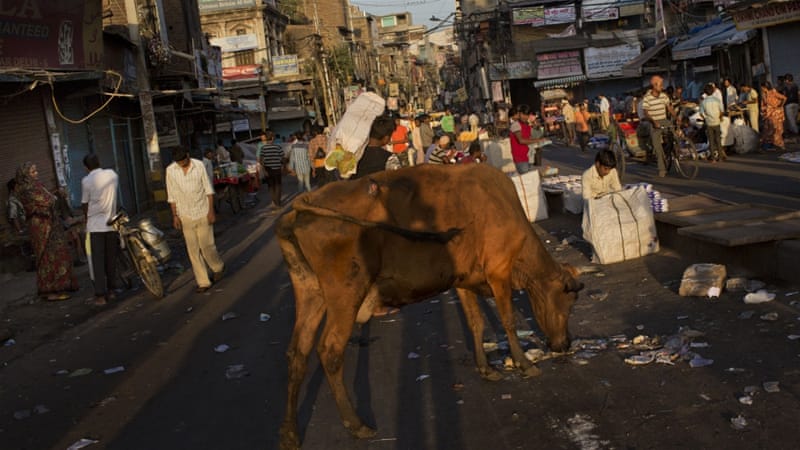 Cows are sacred to Indian Hindus [AP]