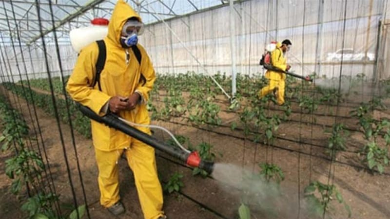 农民是受农药中毒影响最大的人[Getty Images]