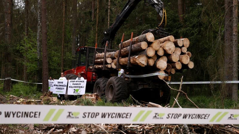 Environmental activists chain themselves to a logging machine during an action in the defence of one of the last primeval forests in Europe, Bialowieza forest [Kacper Pempel/Reuters]