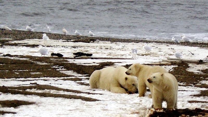 A polar bear sow and two cubs are seen on the Beaufort Sea coast within the 1002 Area of the Arctic National Wildlife Refuge in this undated handout photo provided by the US Fish and Wildlife Service [US Fish and Wildlife Service/Handout via Reuters]