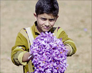 Saffron is the dried stigma of the purple crocus flower