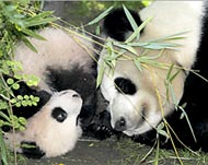 The panda population is said tohave risen 40% since the 1980s