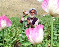 Afghanistan is the world'snumber one opium producer 