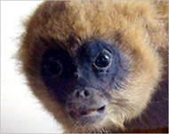 The muriquis are the largestprimates in the Americas