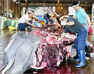 Japanese whaling is threatening endangered whale species