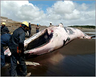 China's vote in the whaling issueis considered a crucial one