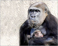 Much of gorilla culture is usually observed in captivity