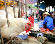 Bird flu has killed some 60 people in Asia since 2003