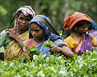 India's government has set aside$2 million to develop tea tourism 