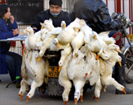 China intends to vaccinate its entire poultry population