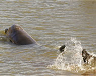 It was still not clear what causedthe whale to swim up the Thames 