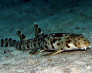 A new shark which walks on its fins was discovered by the group
