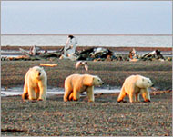 Polar bears numbers have fallenas the winter ice melt continues