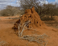 Sand flies in giant anthills cause the debilitating disease 
