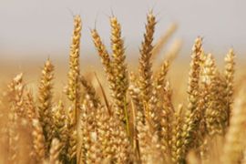 Wheat seed bank generic crop