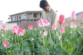 afghan, drug, poppy