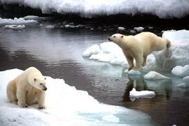 arctic sea, polar bears
