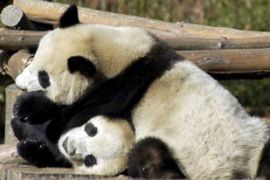 Chinese pandas