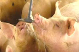 mexico pig farm h1n1 flu