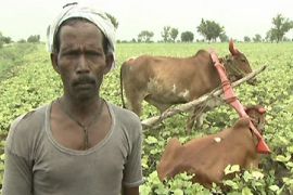 Failing crops drive Indian farmers to suicide
