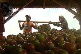 indonesia tomato farmers free trade youtube - step vaessen pkg