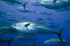 tuna bluefin