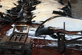 japanese brutally kill beautiful dall''s porpoise and sell it for lunch