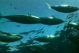 bluefin tuna france EYO pkg