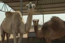 Cloning camels PKg