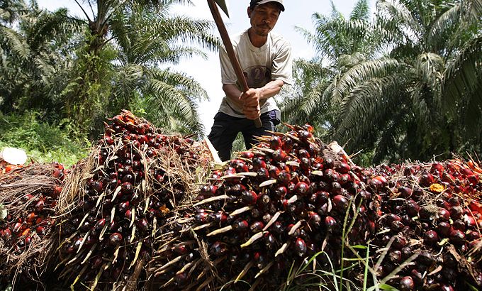 101 East - The price of palm oil