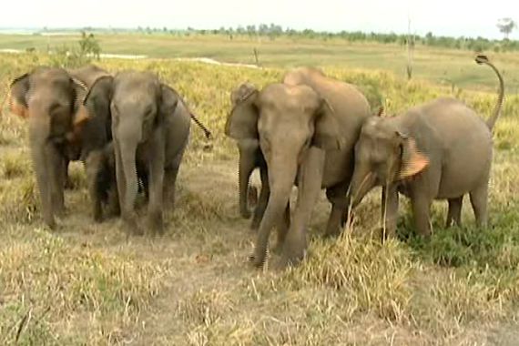 Disappearing elephant habitat causes conflict in Sri Lanka