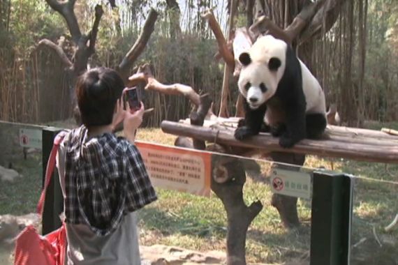 Panda asian games