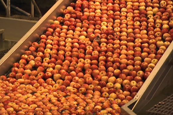 New Zealand apples to be exported to Australia