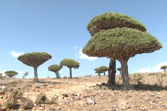 Socotra''s indigenous species, Dragon Blood Tree