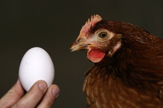 Germany-dioxin-chicken-eggs