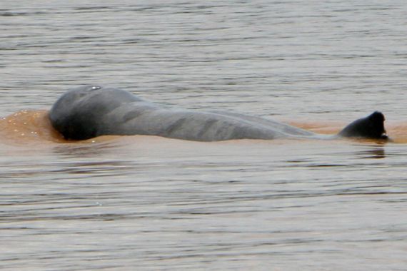 Mekong dolphins on brink of extinction