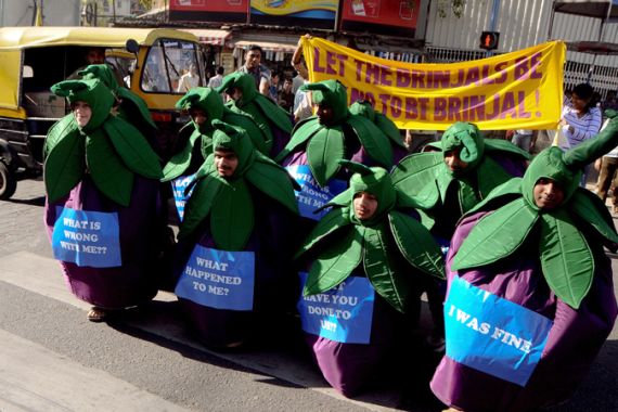 BT Eggplant greenpeace activists
