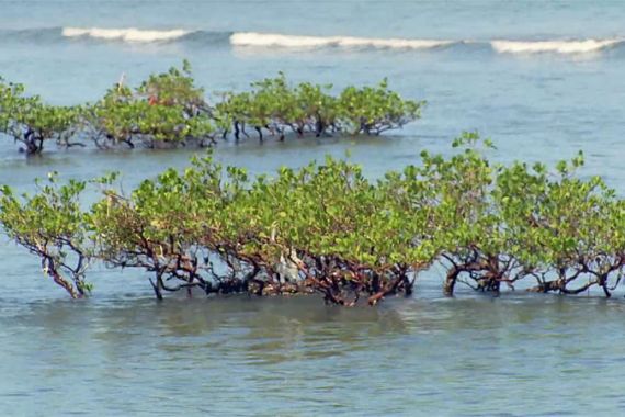 earthrise - mangrove rebirth - framegrab