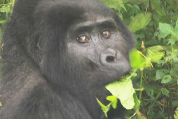 Gorilla Uganda