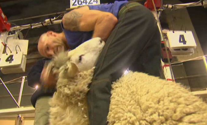 New Zealand sheep shearing