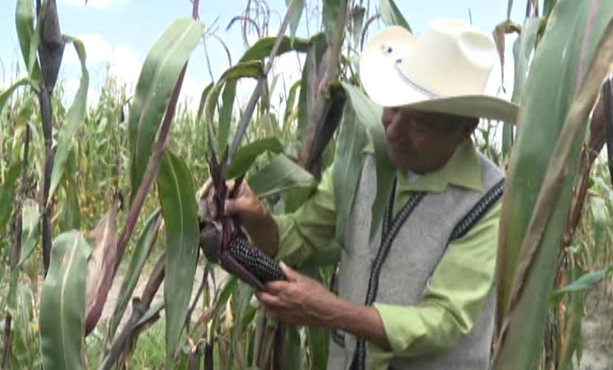 Mexico corn PKG
