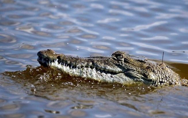 Endangered Florida Crocodile Makes Comeback