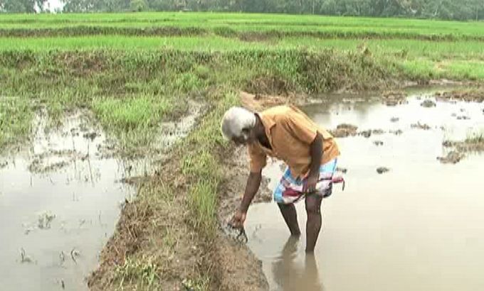 No bumper crop for Sri Lanka''s flooded farms