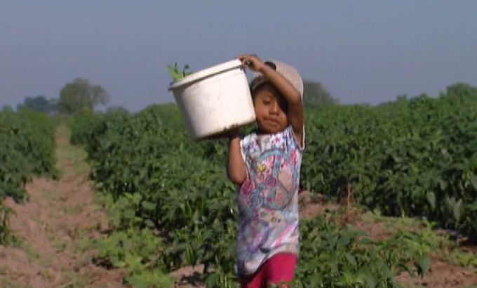 Mexican children shoulder states'' labour woes